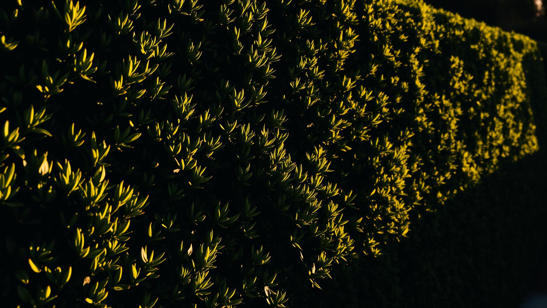 Manicured tropical hedge at golden hour